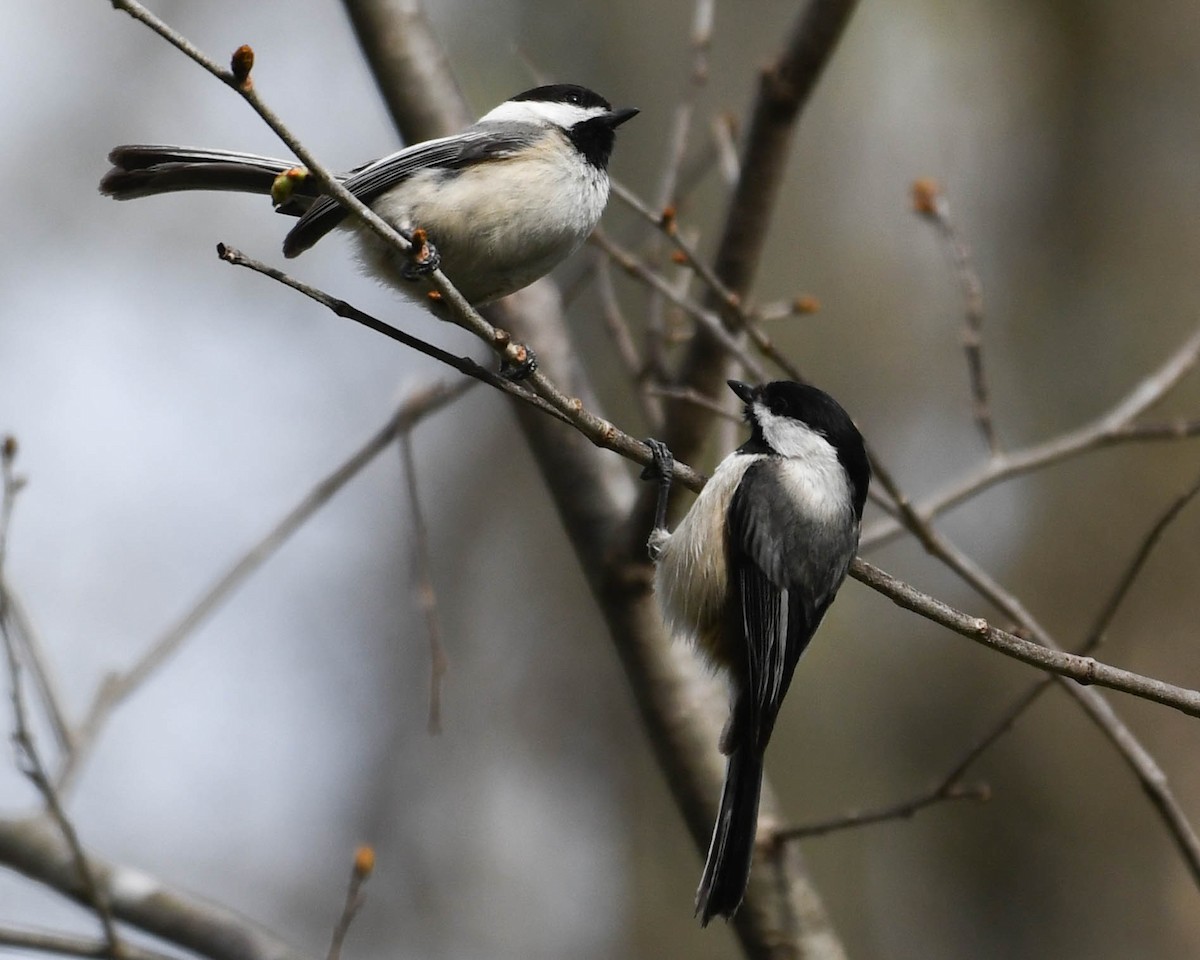 Black-capped Chickadee - Joanne Dial