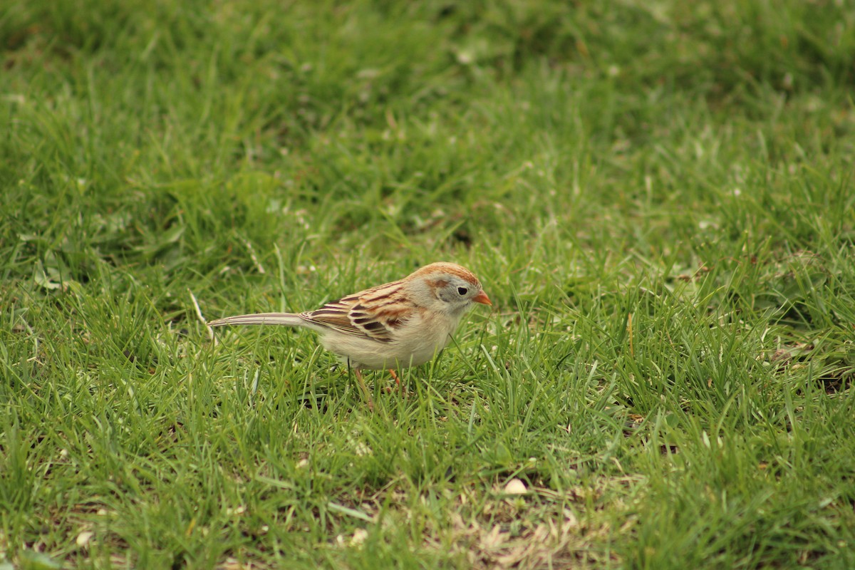 Field Sparrow - ML617628481