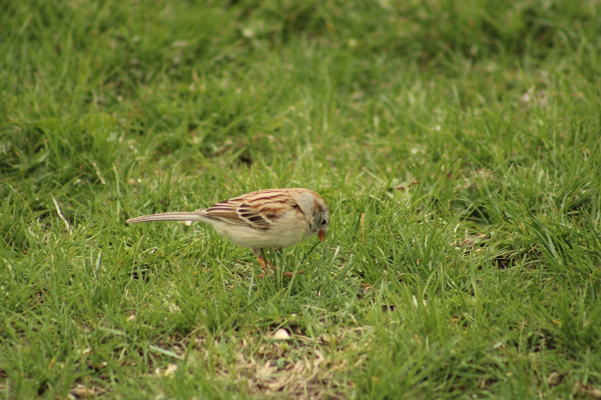 Field Sparrow - ML617628482