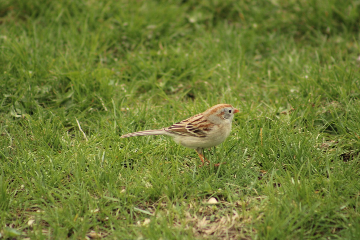 Field Sparrow - ML617628483