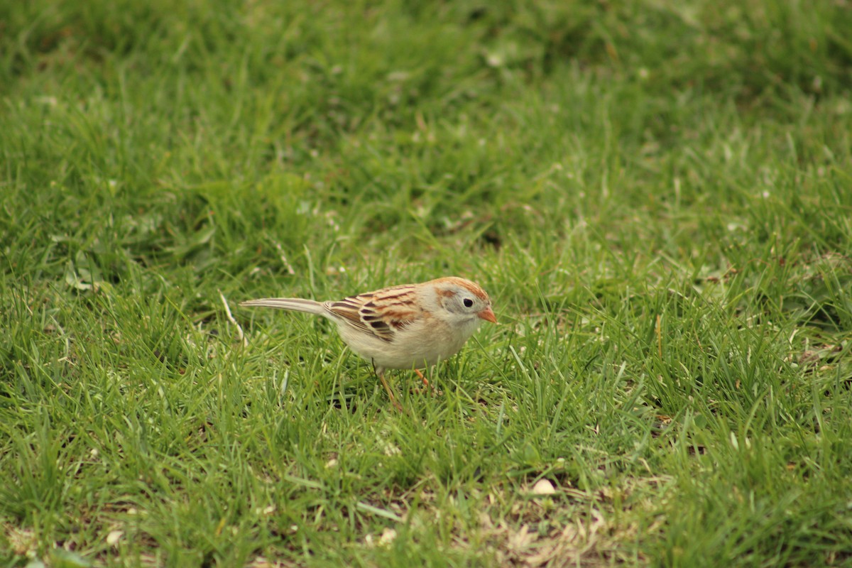 Field Sparrow - ML617628484