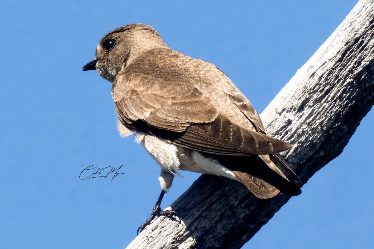 Northern Rough-winged Swallow - Caleb Myers