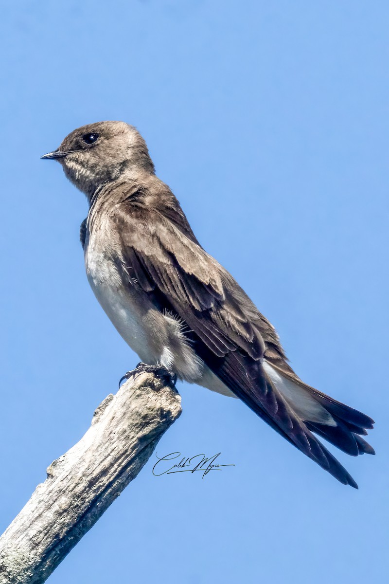 Northern Rough-winged Swallow - Caleb Myers