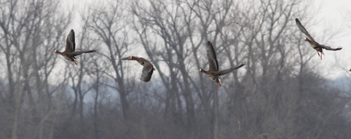 Greater White-fronted Goose (Western) - ML61762851
