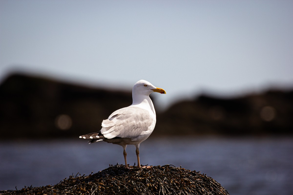 Herring Gull - Tristan Ness