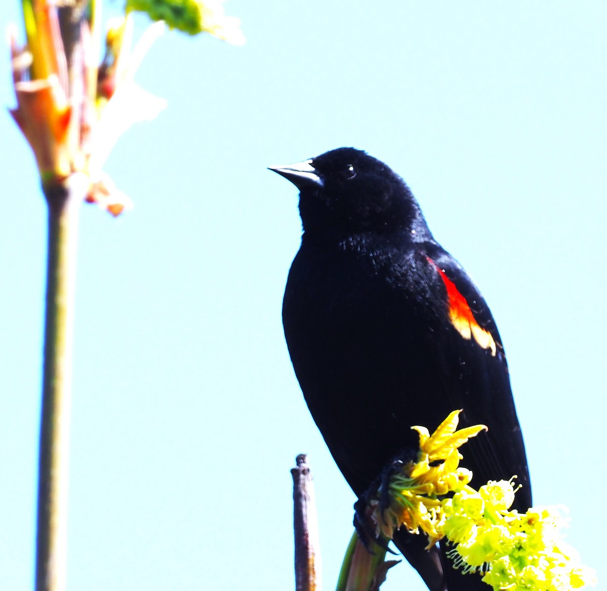 Red-winged Blackbird - ML617628561