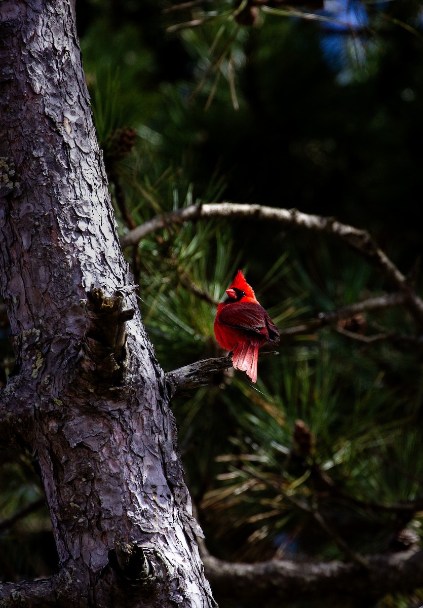 Northern Cardinal - Tristan Ness