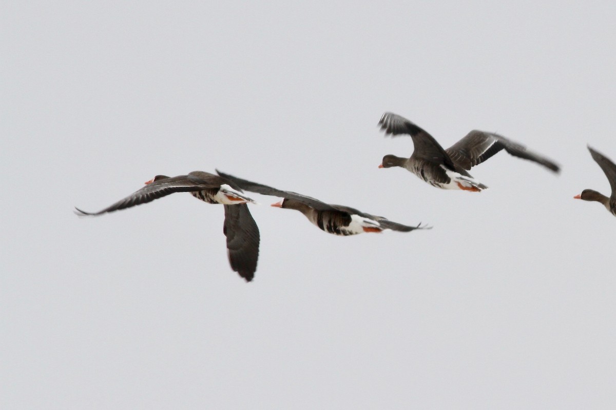 Greater White-fronted Goose (Western) - ML61762861