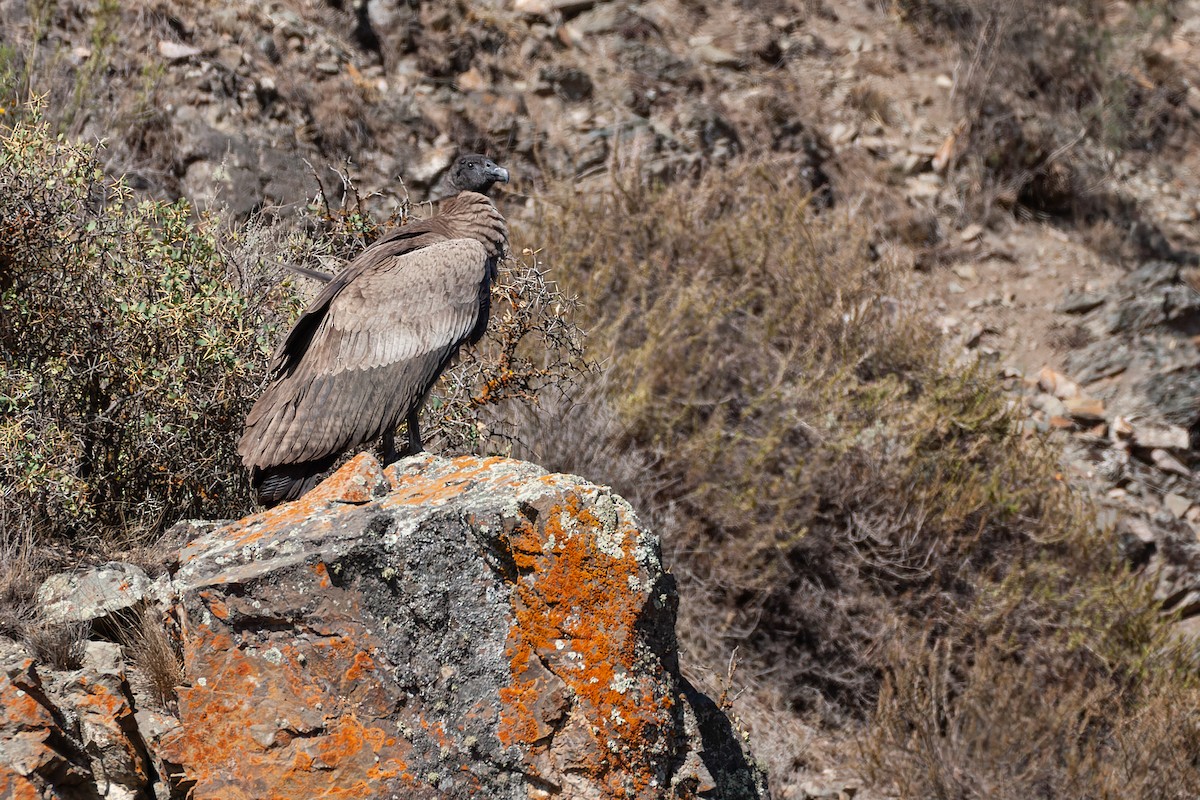 Condor des Andes - ML617628641