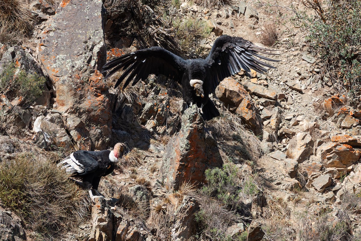 Andean Condor - ML617628642