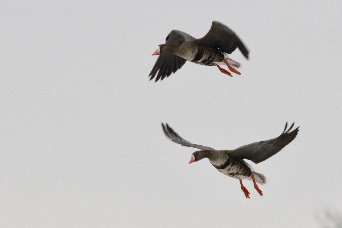 Greater White-fronted Goose (Western) - ML61762871