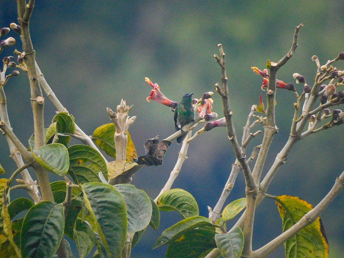 Indigo-capped Hummingbird - Haiber Humberto Clavijo Alarcon