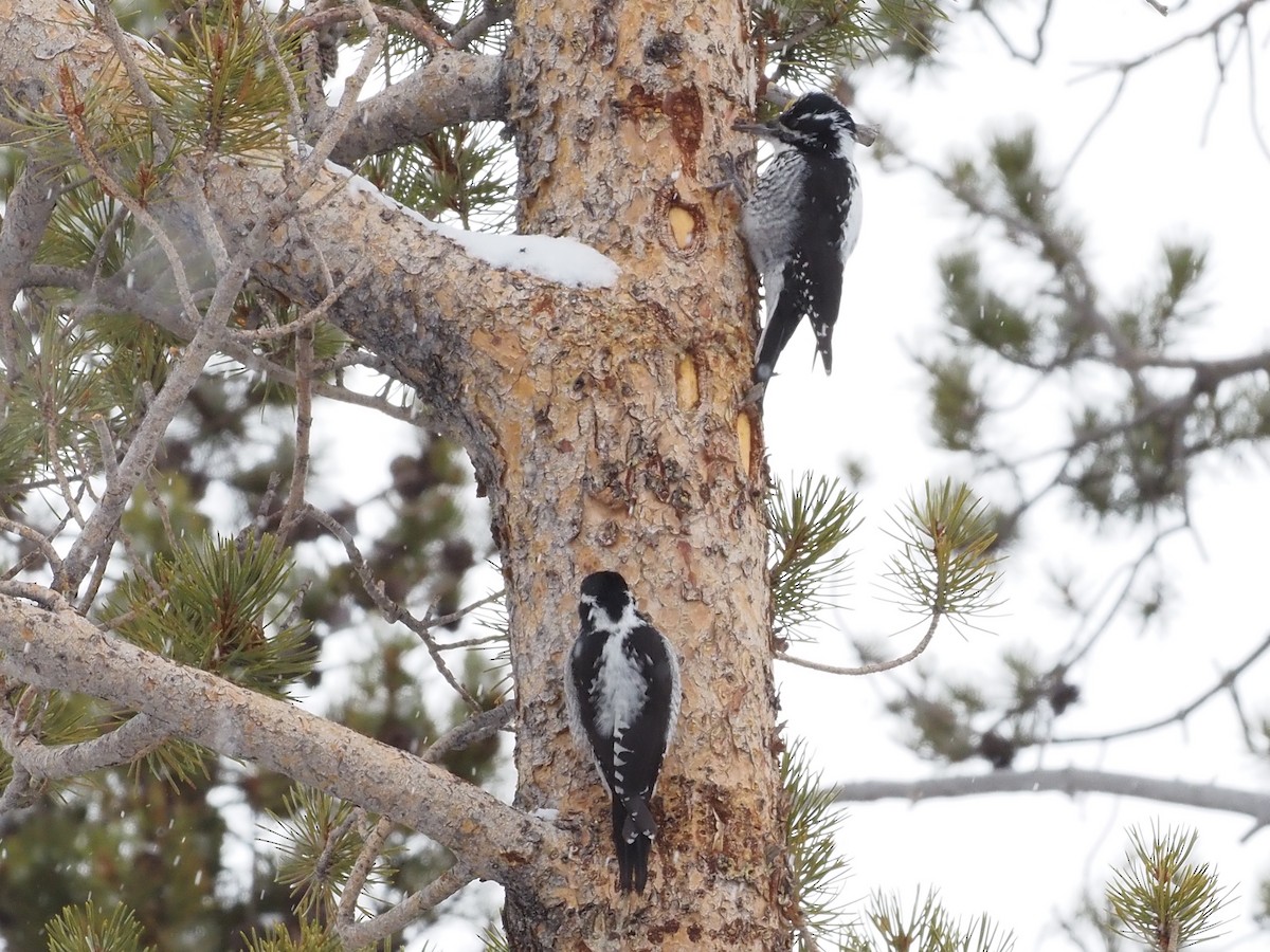 American Three-toed Woodpecker (Rocky Mts.) - ML617628801