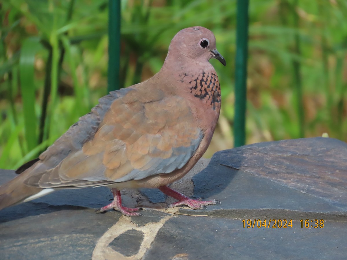 Laughing Dove - ML617628830