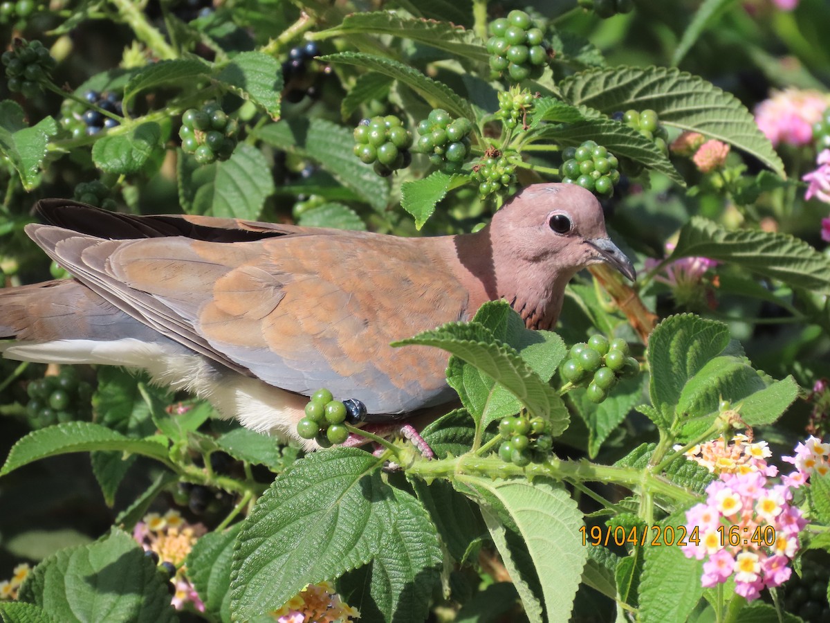 Laughing Dove - ML617628831