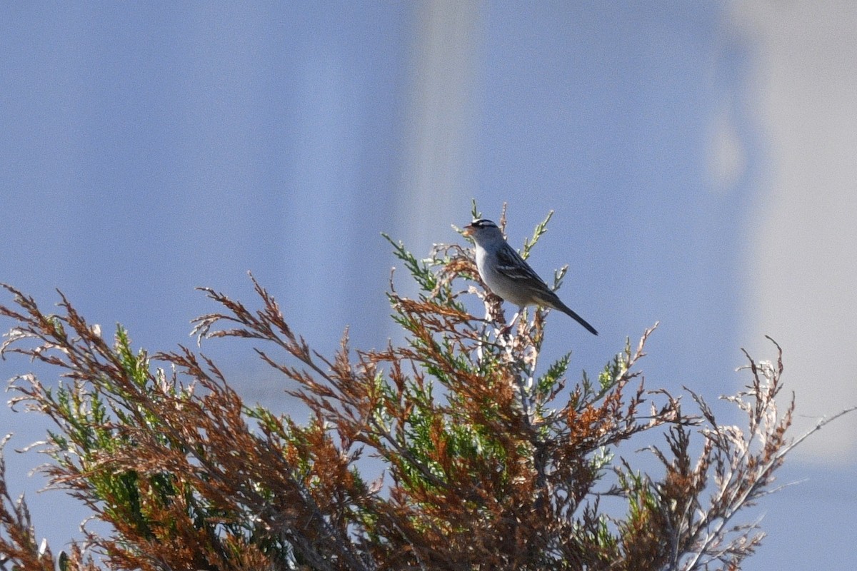 White-crowned Sparrow (Dark-lored) - ML617628852