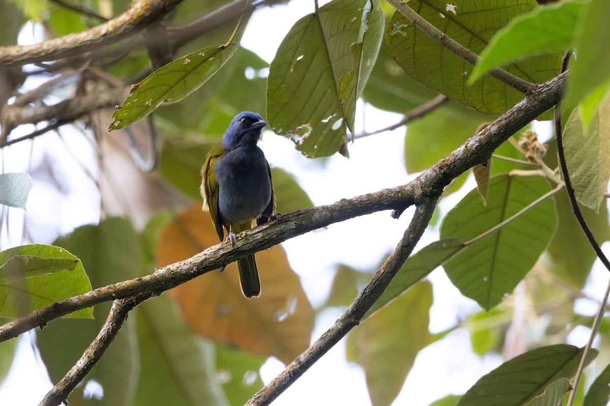 Blue-capped Tanager - ML617628863