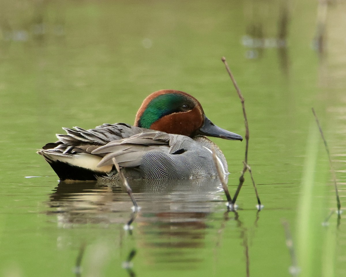 Green-winged Teal - ML617628889