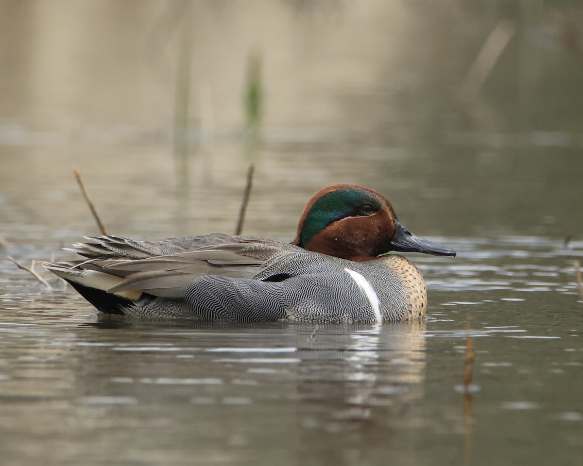 Green-winged Teal - ML617628890
