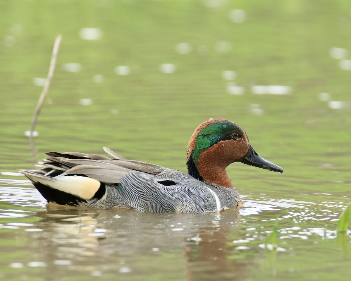 Green-winged Teal - ML617628891