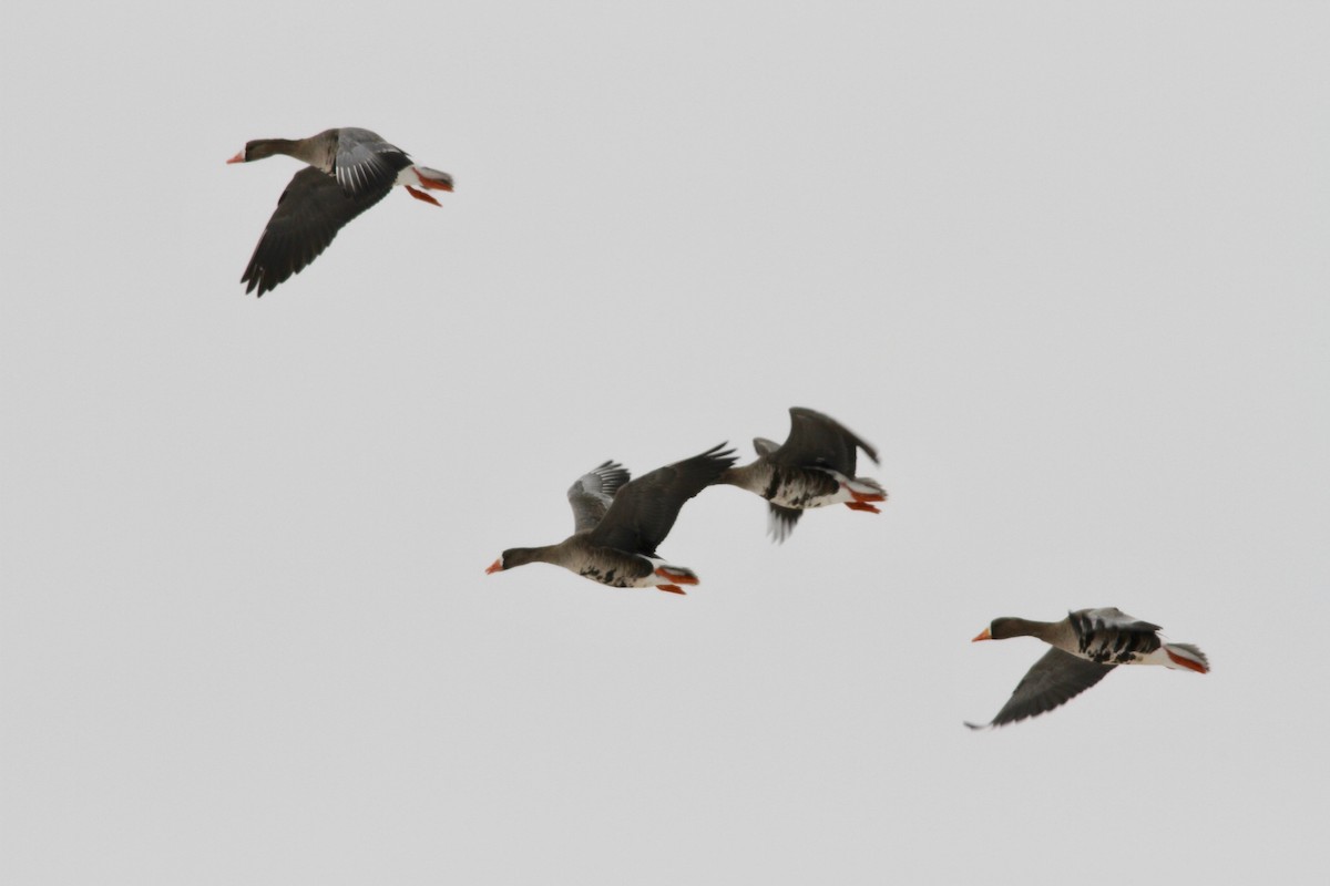 Greater White-fronted Goose (Western) - ML61762891