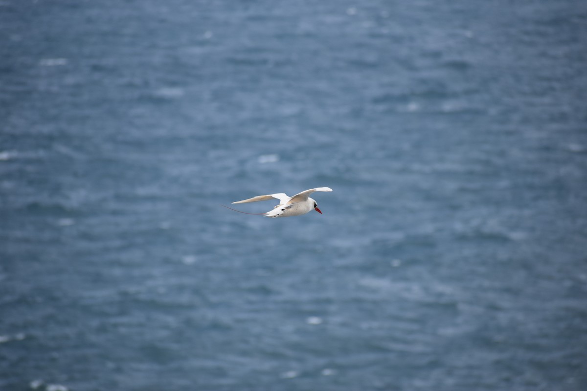 Red-tailed Tropicbird - ML617628974