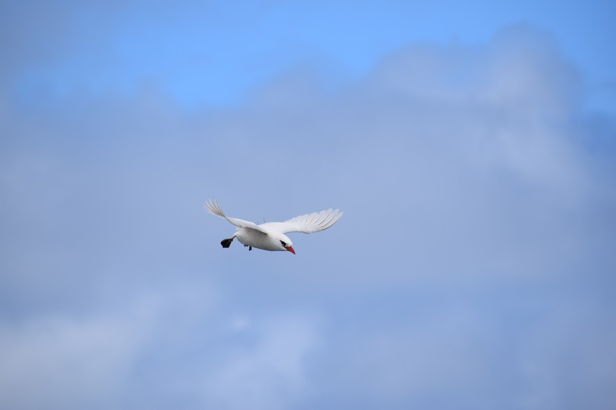 Red-tailed Tropicbird - ML617628975