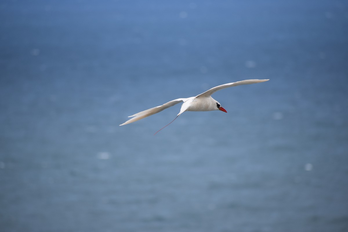 Red-tailed Tropicbird - ML617628976