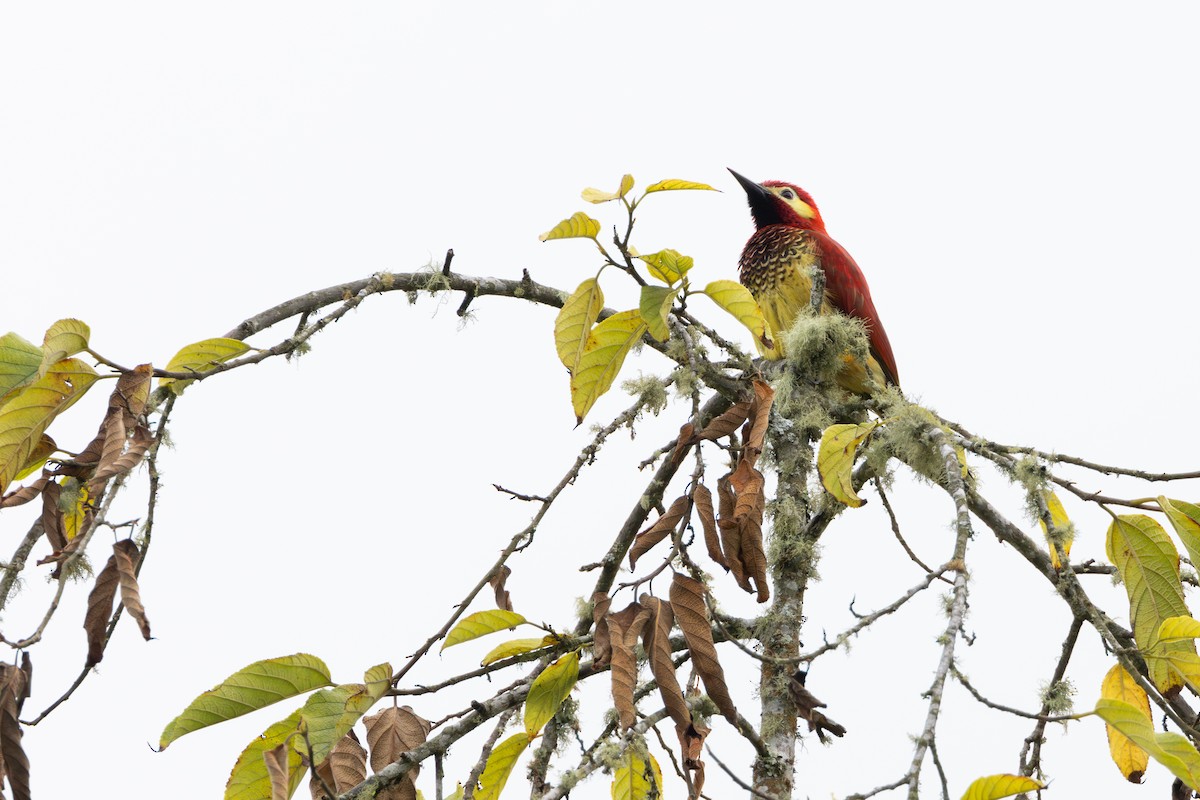 Crimson-mantled Woodpecker - ML617628978