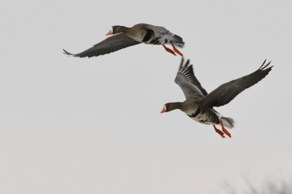 Greater White-fronted Goose (Western) - ML61762901
