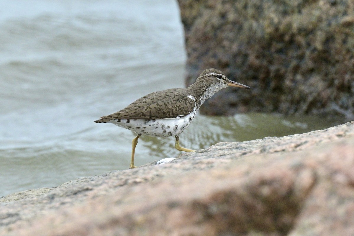 Spotted Sandpiper - Laurie Kleespies