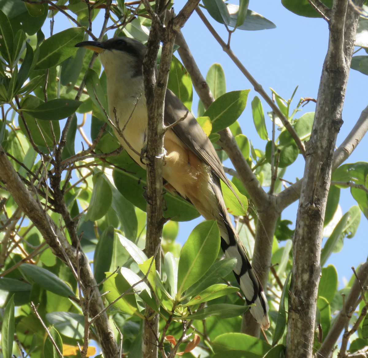 Mangrove Cuckoo - ML617629061