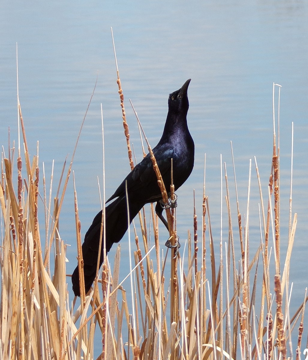 Great-tailed Grackle - ML617629090