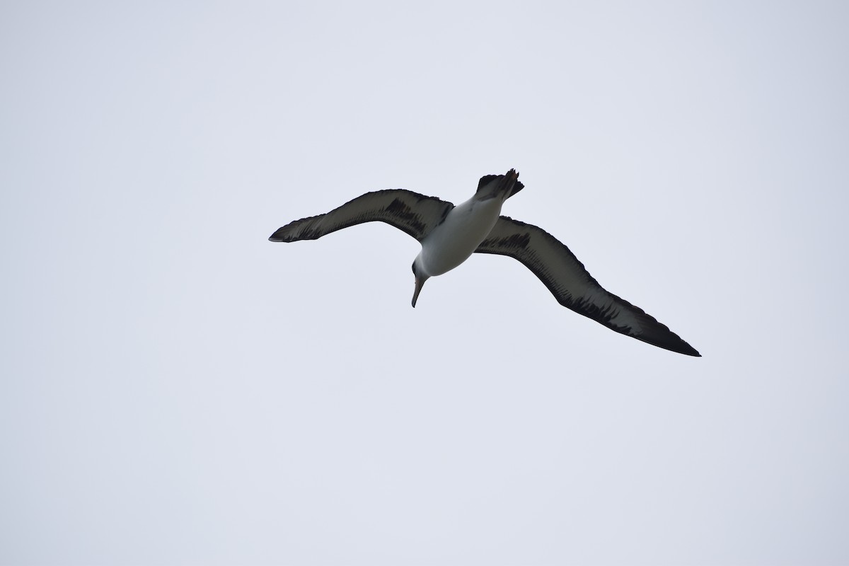 Laysan Albatross - ML617629093