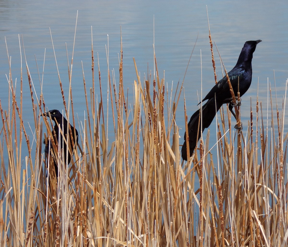 Great-tailed Grackle - Patricia  Stuckey
