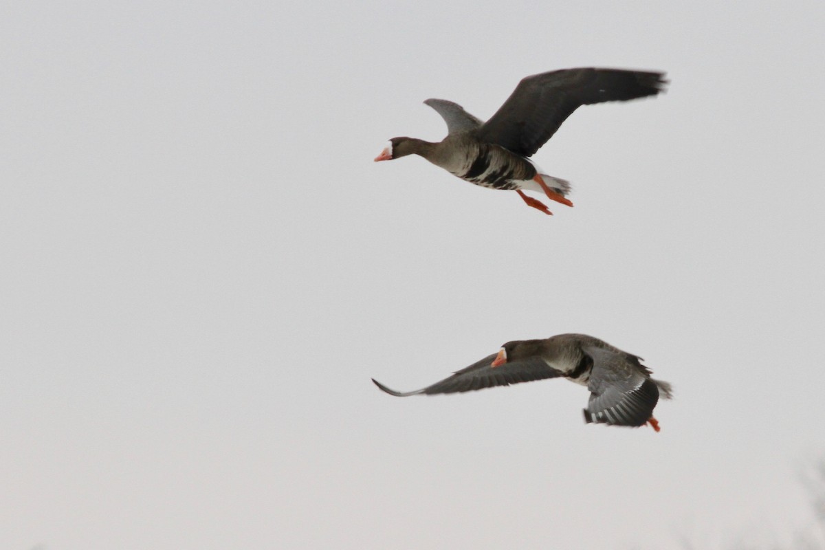 Greater White-fronted Goose (Western) - ML61762911