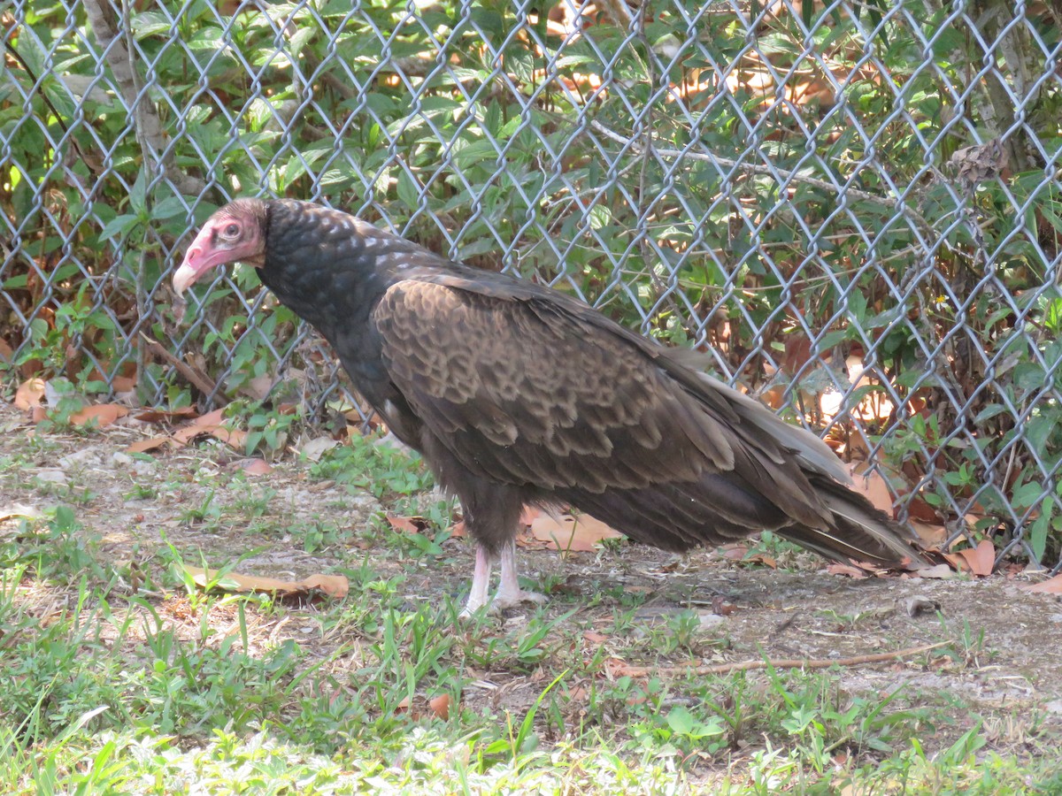 Turkey Vulture - ML617629114