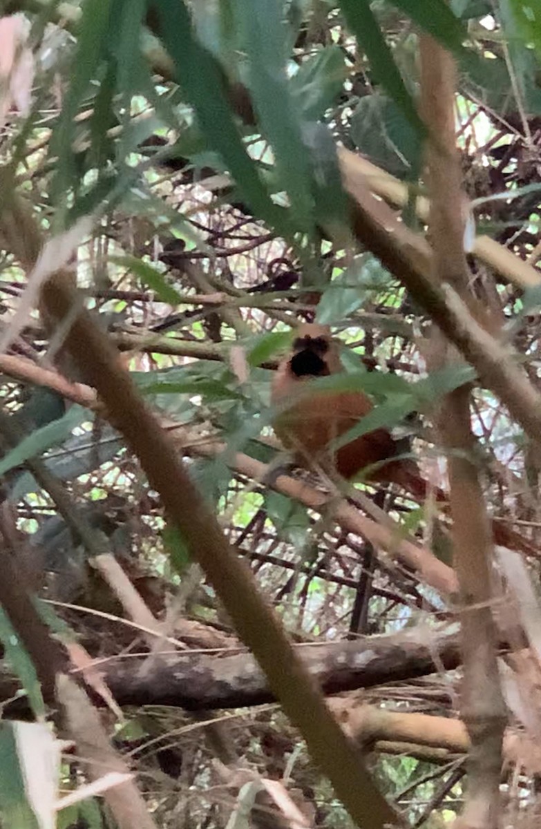 Black-throated Spinetail - ML617629122