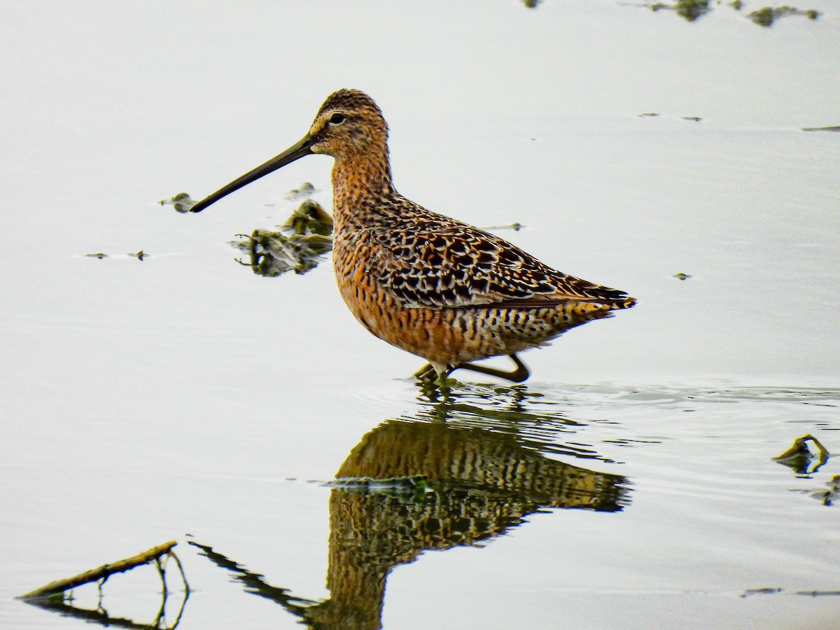 Long-billed Dowitcher - Sophie Dismukes