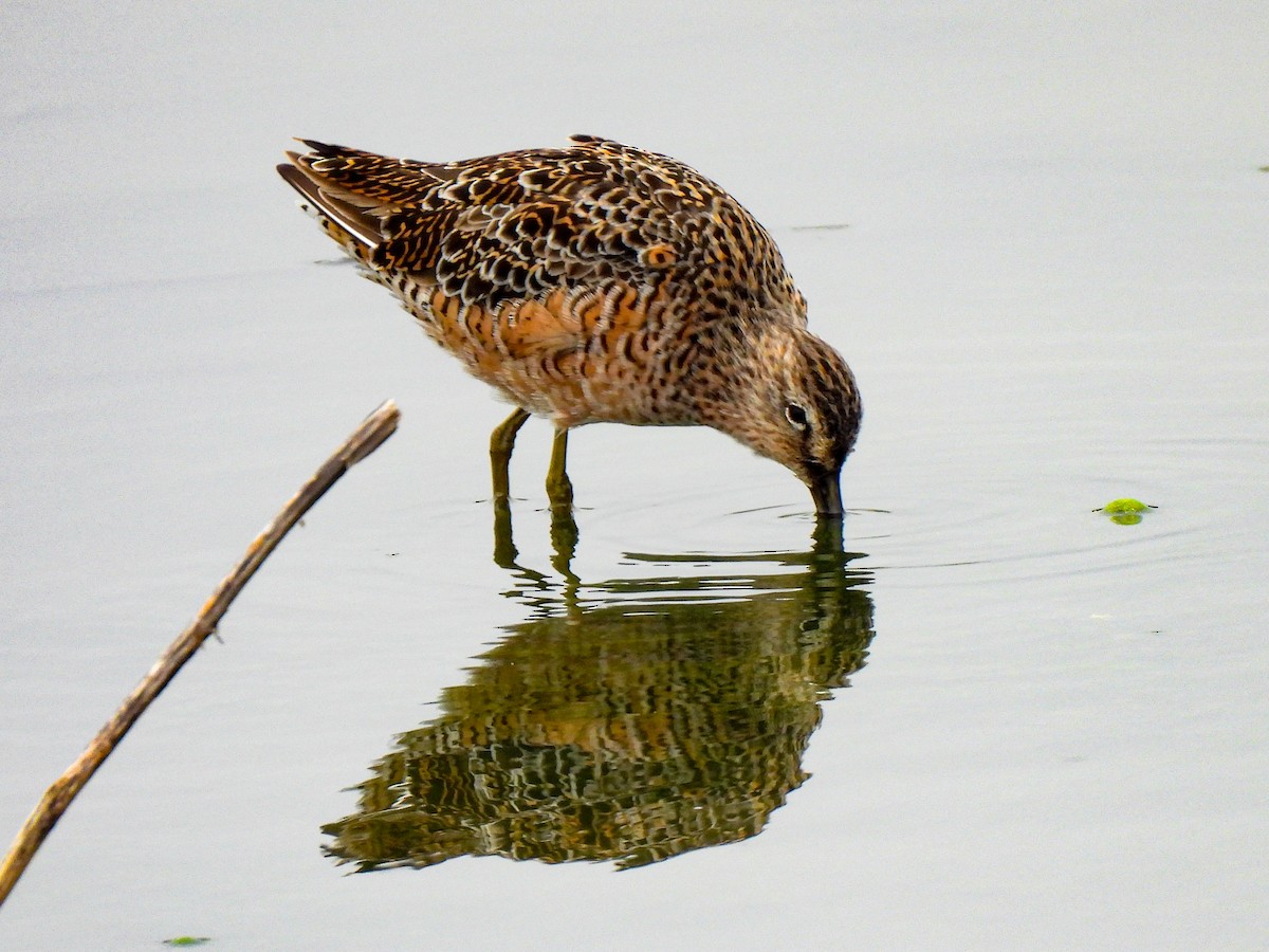 Long-billed Dowitcher - ML617629205