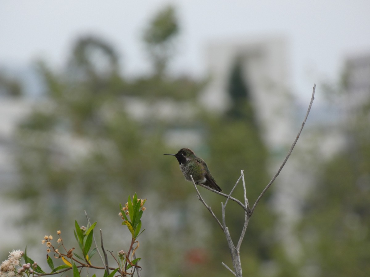 hummingbird sp. - ML617629217