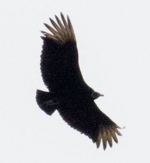 Black Vulture - ML617629220