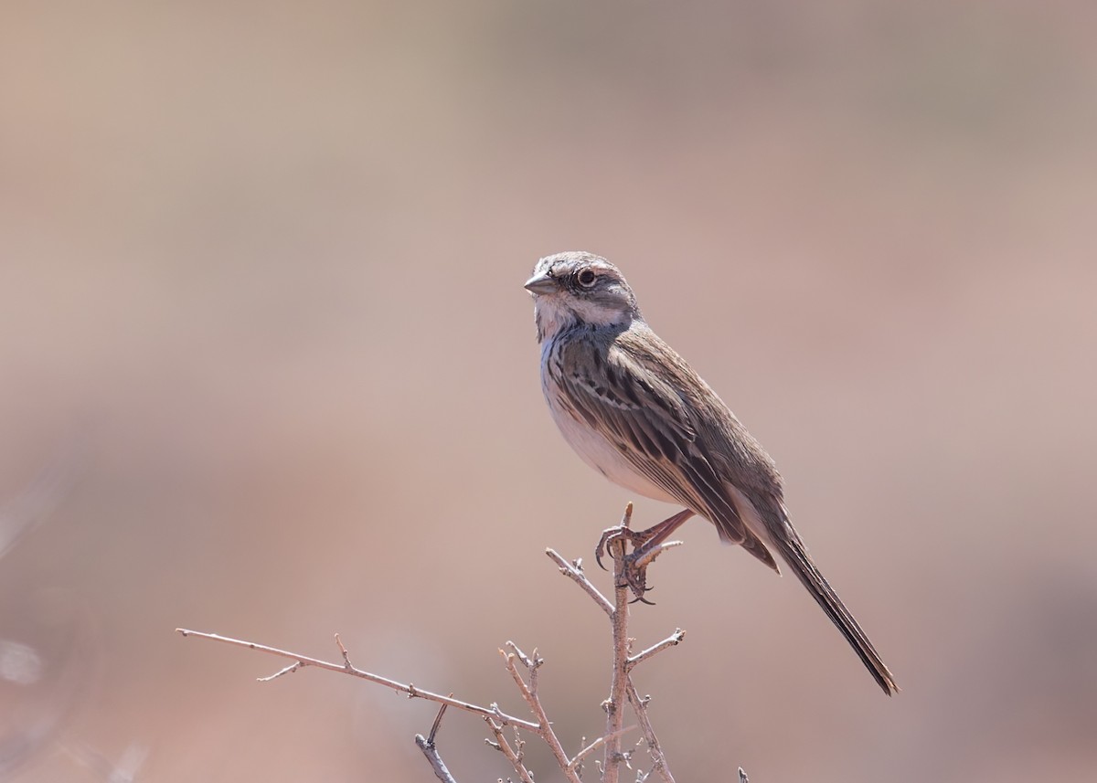 Sagebrush Sparrow - ML617629237