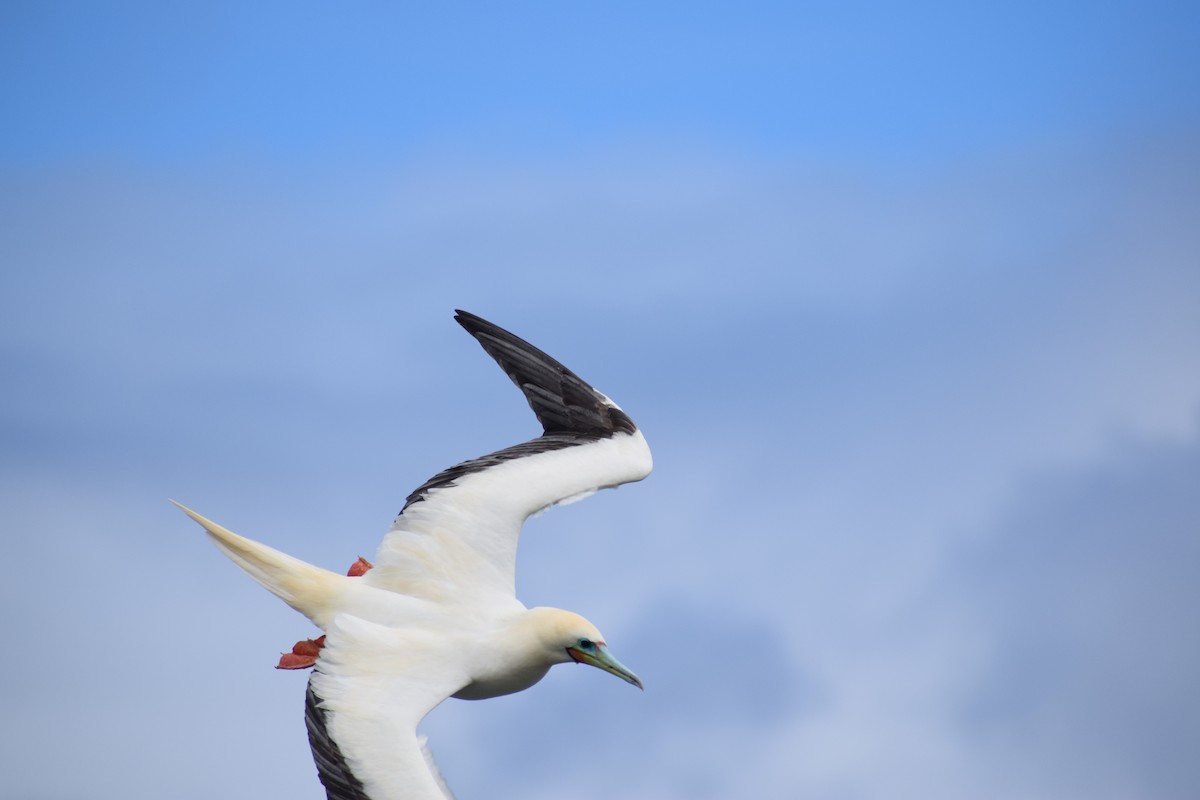 Red-footed Booby - ML617629261