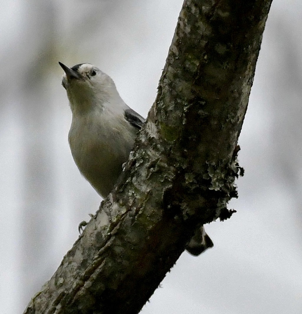 White-breasted Nuthatch (Eastern) - ML617629300