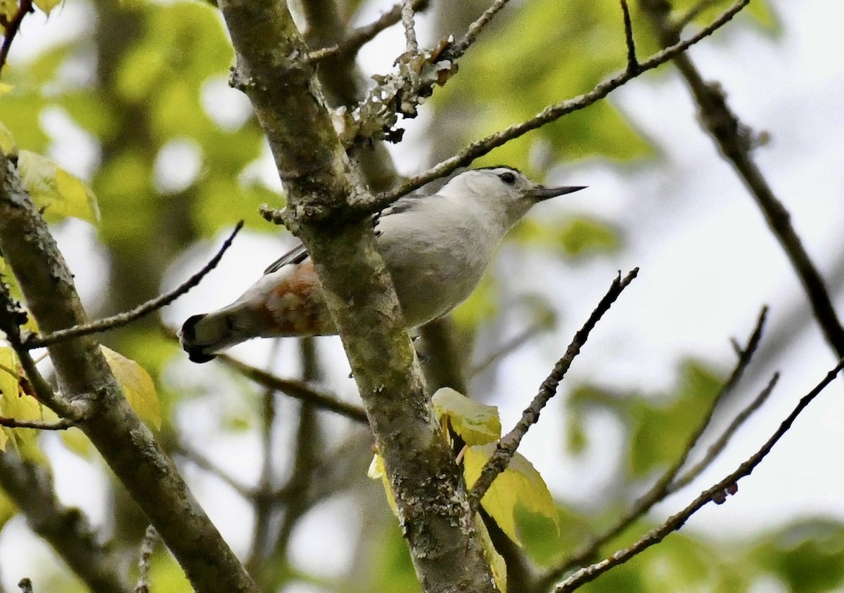 White-breasted Nuthatch (Eastern) - ML617629301