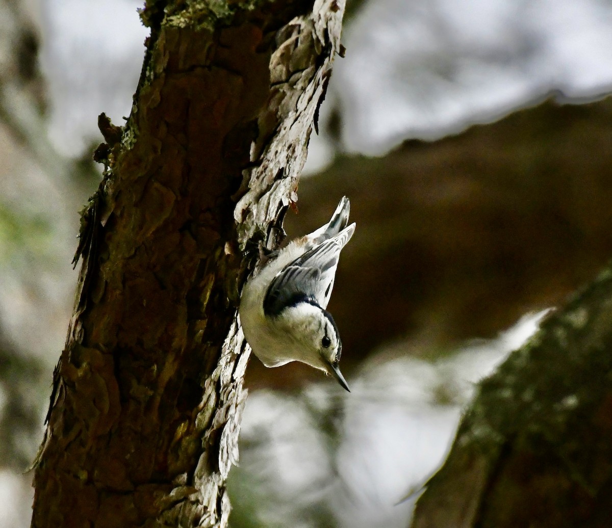 White-breasted Nuthatch (Eastern) - ML617629302