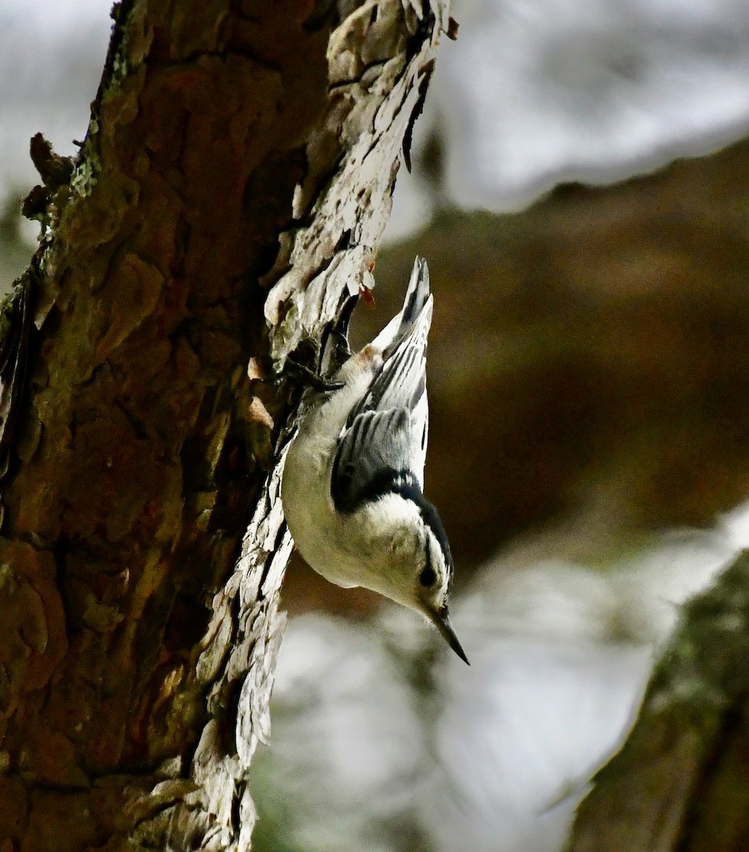 White-breasted Nuthatch (Eastern) - ML617629303