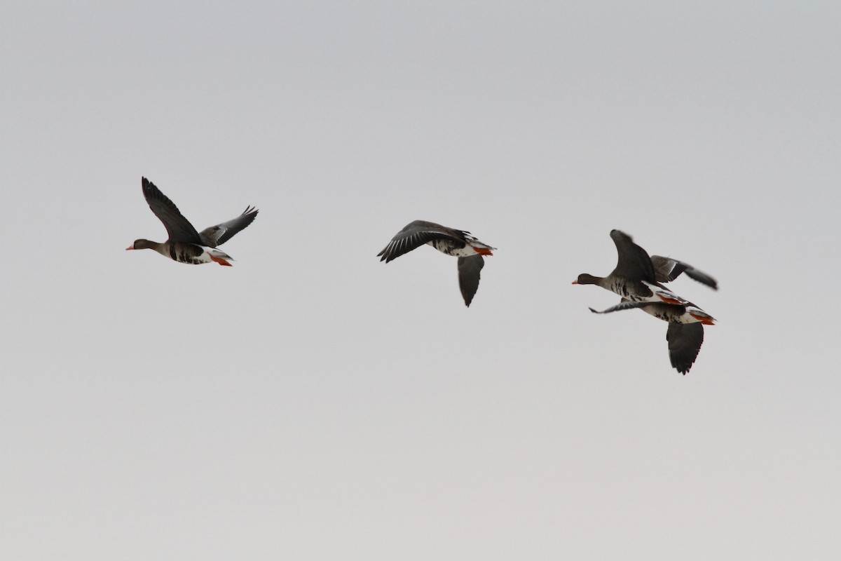 Greater White-fronted Goose (Western) - ML61762931