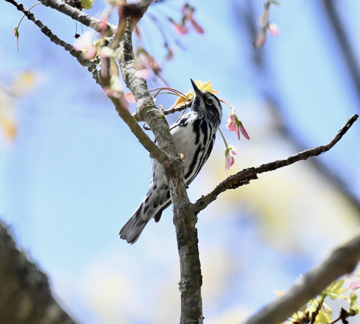 Black-and-white Warbler - ML617629326